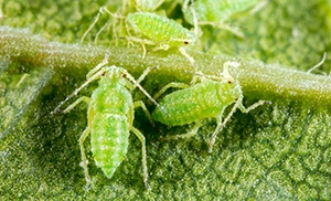 Aphid