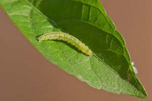 Leaf Roller