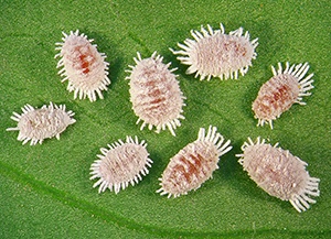 Mealybug