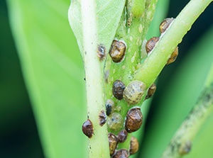 Scale insects on tea stem, Location : Mealani, Hawaii