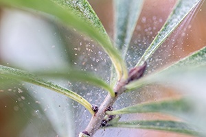 Spider Mite