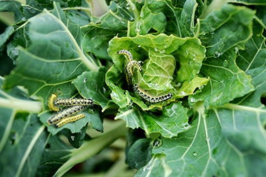 cabbage white caterpillars