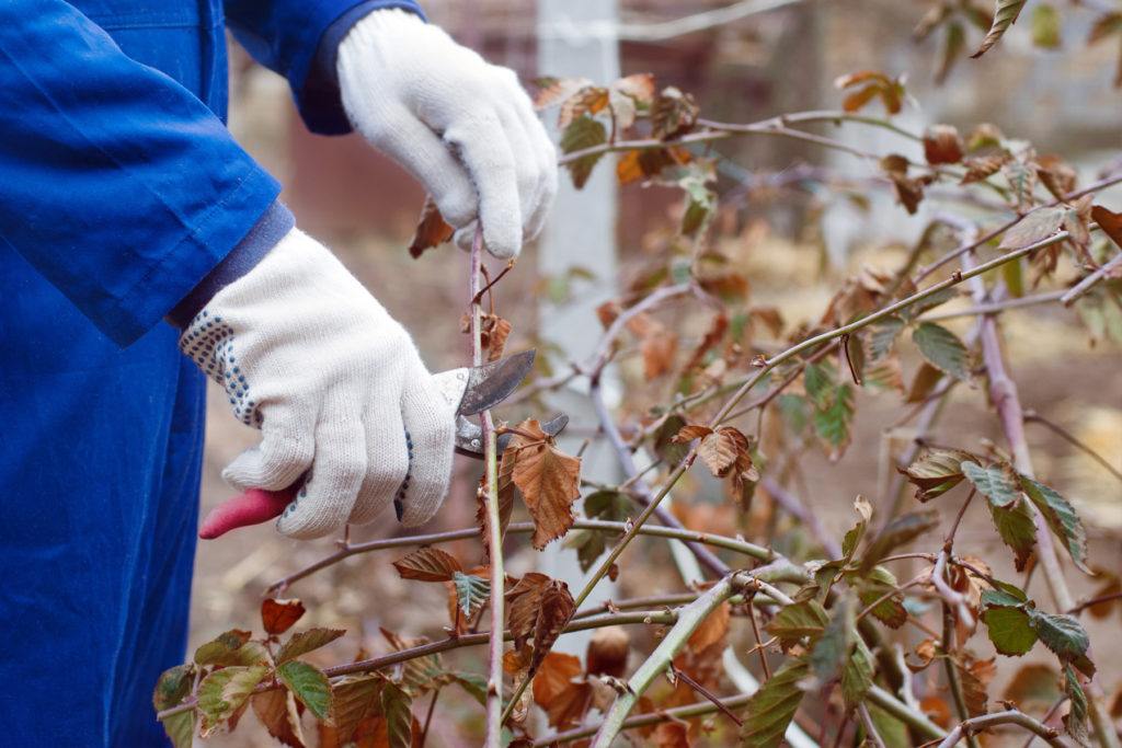 Pruning blackberry bush to prepare garden for winter