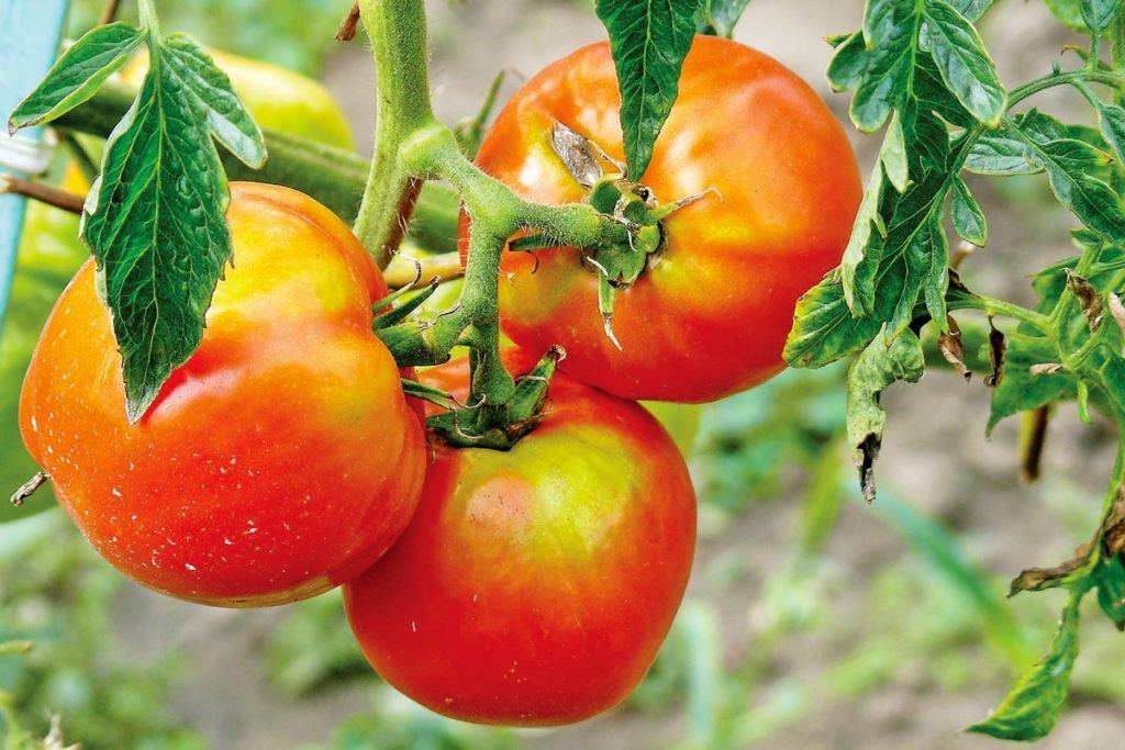 Safely Treat Organic Tomatoes