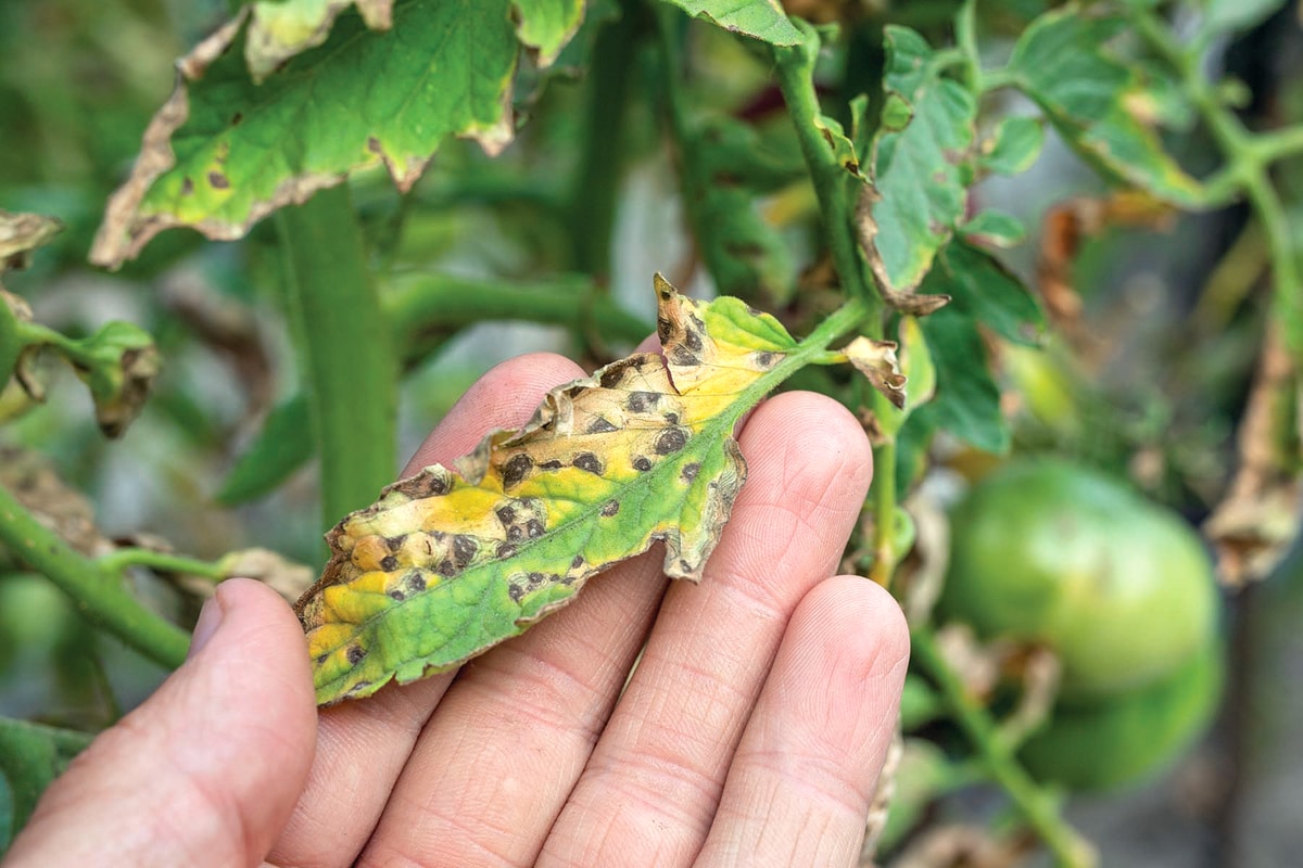 Safely Treat Organic Vegetable Garden For Mildew Tomato Blight