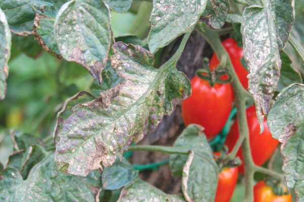 Safely Treat Organic Vegetable Garden for Mildew, Tomato Blight