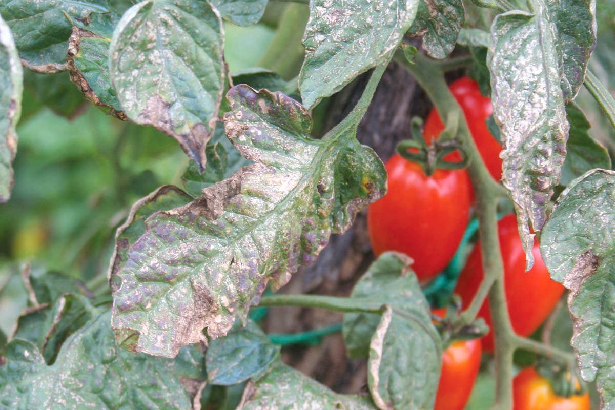 Safely Treat Organic Vegetable Garden for Mildew, Tomato Blight