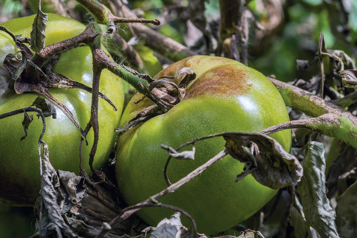 treating tomato blight