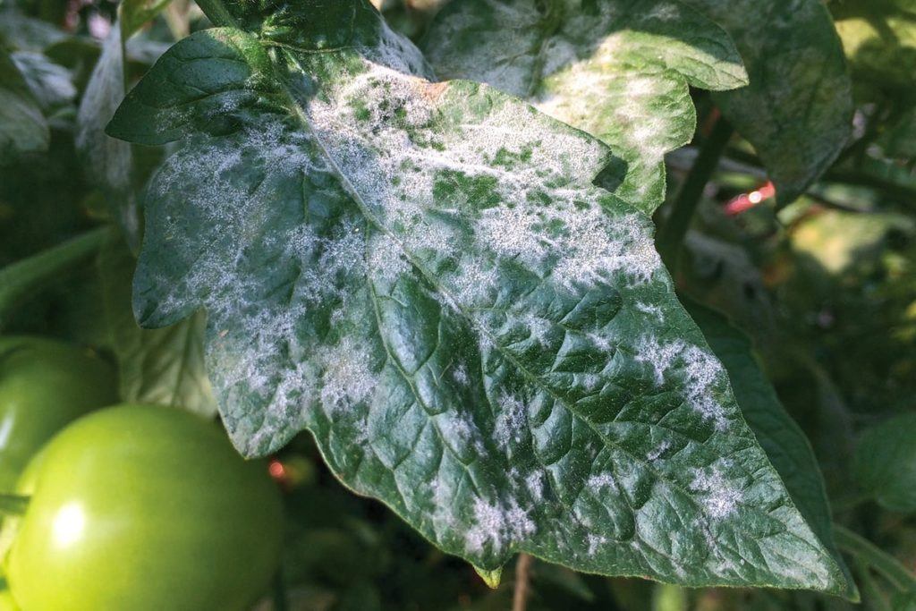 blight on tomatoes treatment organic