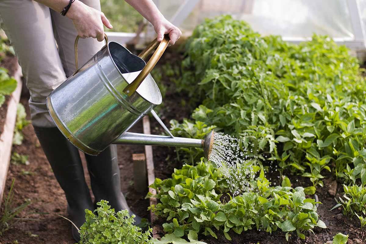 Summer Watering 101 Tips for Your Organic Vegetable Garden