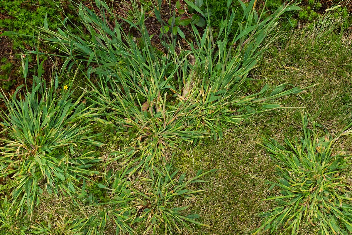 How To Get Rid Of Crabgrass Natural Crabgrass Killer