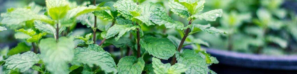 mint to keep bugs away