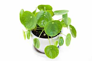 Are money tree plants poisonous best sale to dogs