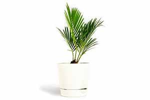 Parlor palm clearance poisonous to cats