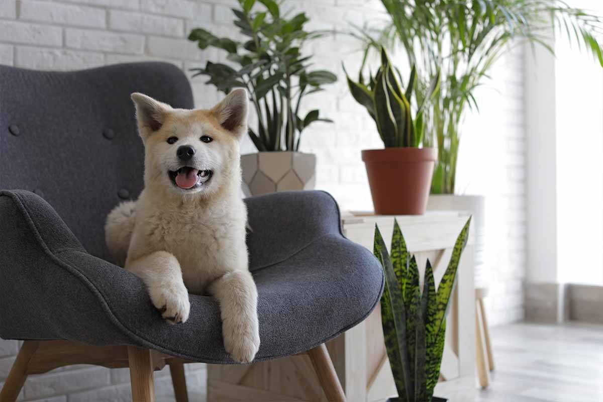 Plants Safe for Cats and Dogs, Pet Friendly Houseplants