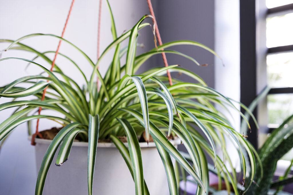 How to Care for a Spider Plant