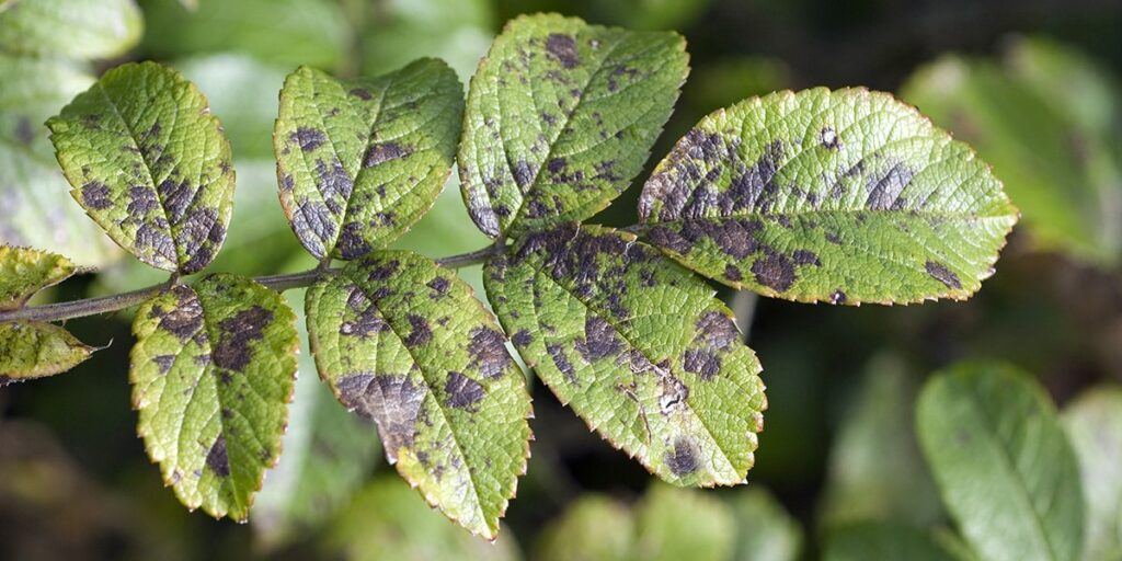 Common Plant Diseases &amp; Disease Control for Organic Gardens