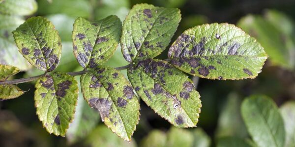 Common Plant Diseases & Disease Control for Organic Gardens