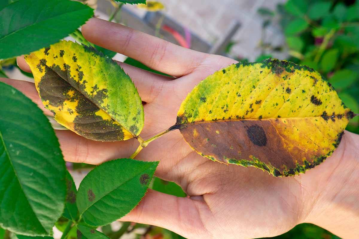 dealing with ambius plant diseases identification and treatment