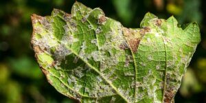 Common Plant Diseases & Disease Control for Organic Gardens