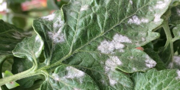 Common Plant Diseases & Disease Control for Organic Gardens