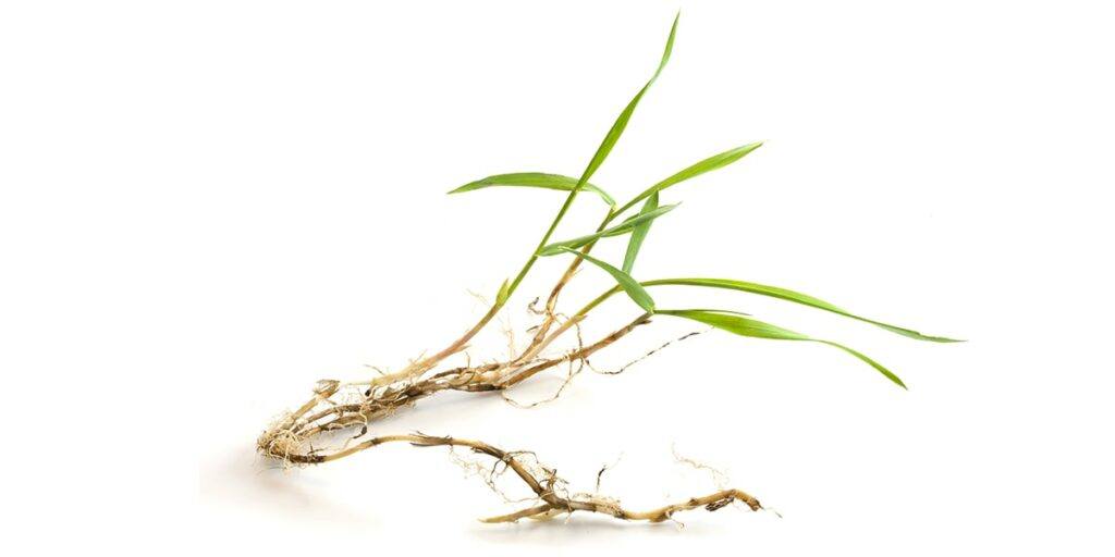 Crabgrass control in Delson and Saint-Constant