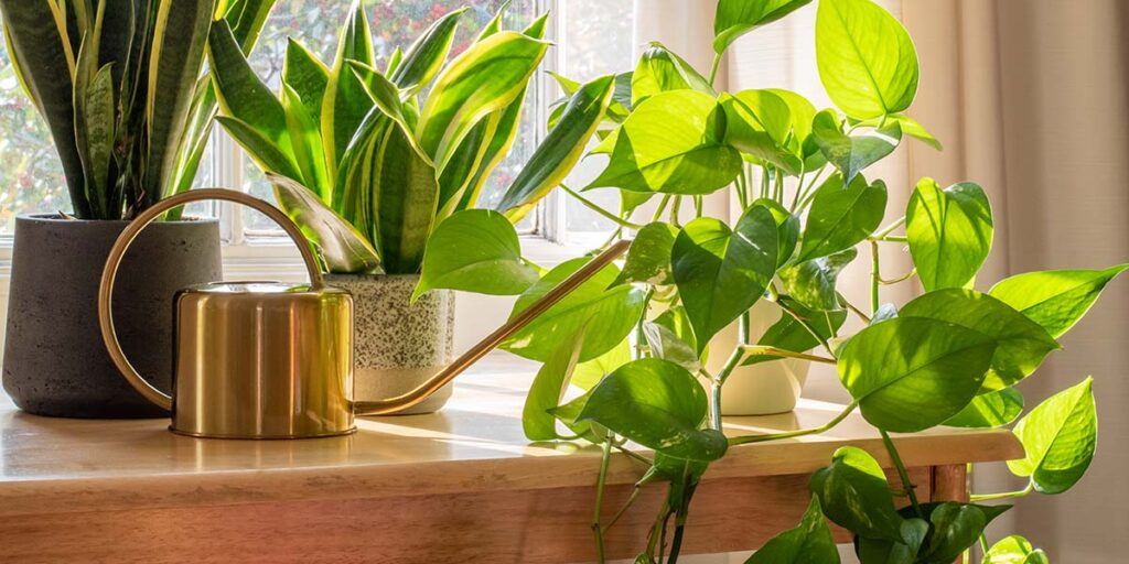 Bring plants indoor