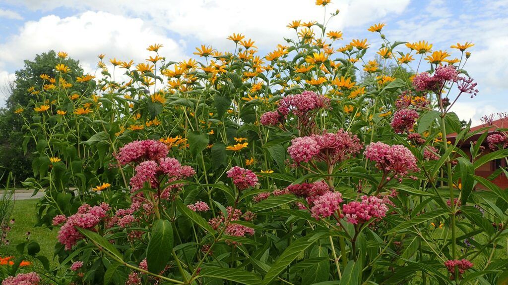 How to Grow Milkweed in Your Home Garden - Earth's Ally