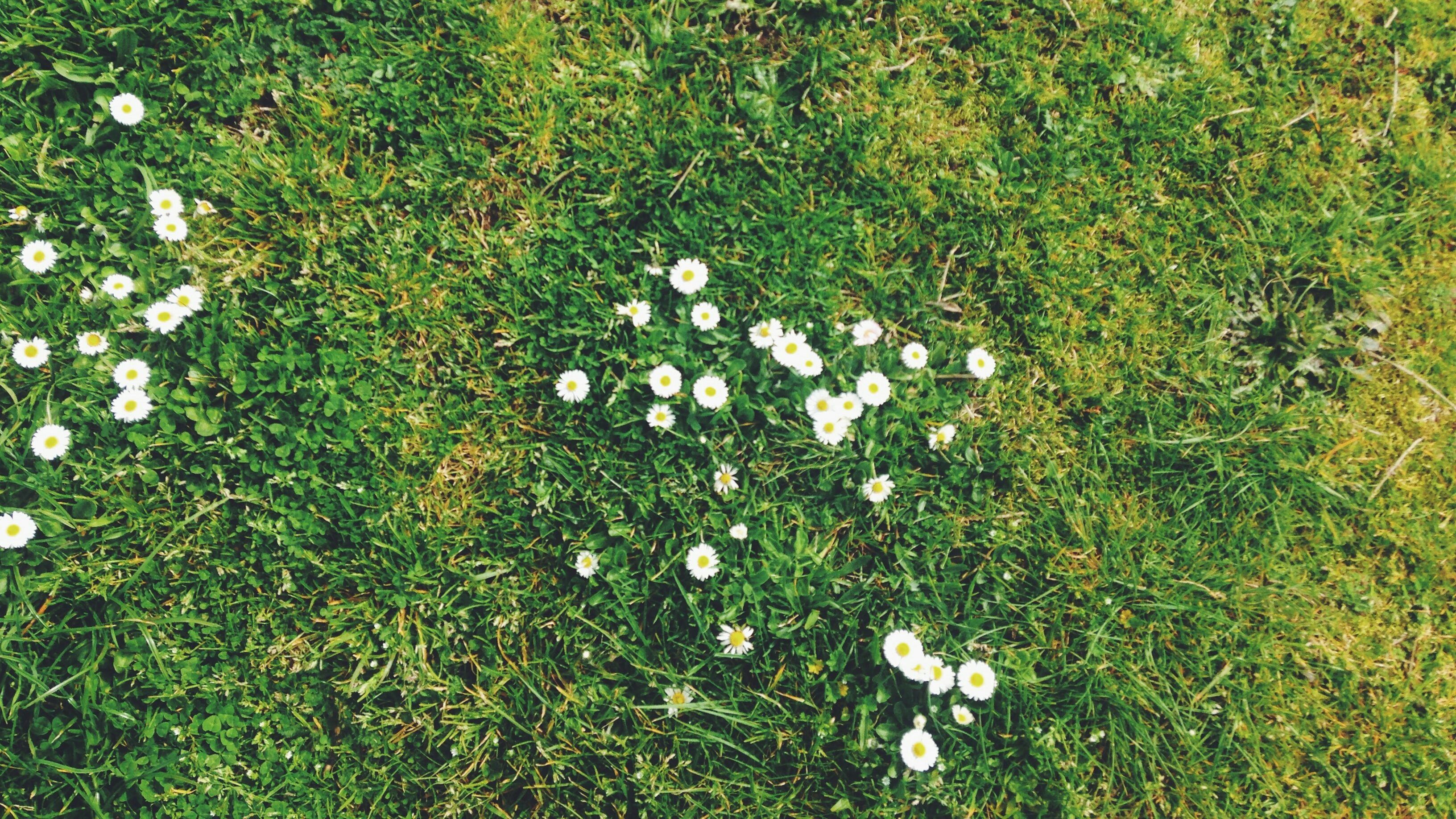 Overhead view of a grass lawn with flowering weeds scattered throughout.