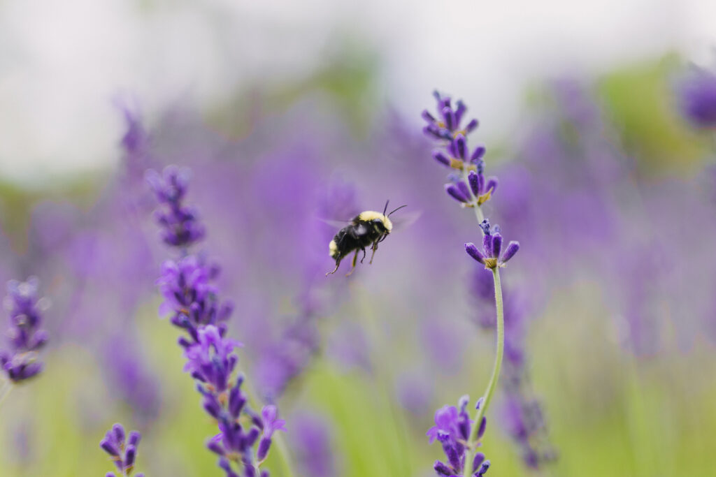 Let’s Learn About Bees: Our Most Important Pollinators