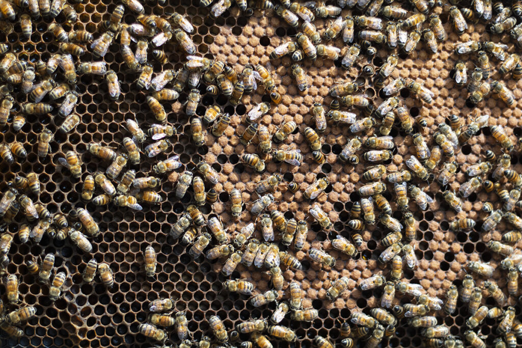 Honeybee colony works collectively to build a series of hexagons out of wax to contain their larvae and stores of honey and pollen.