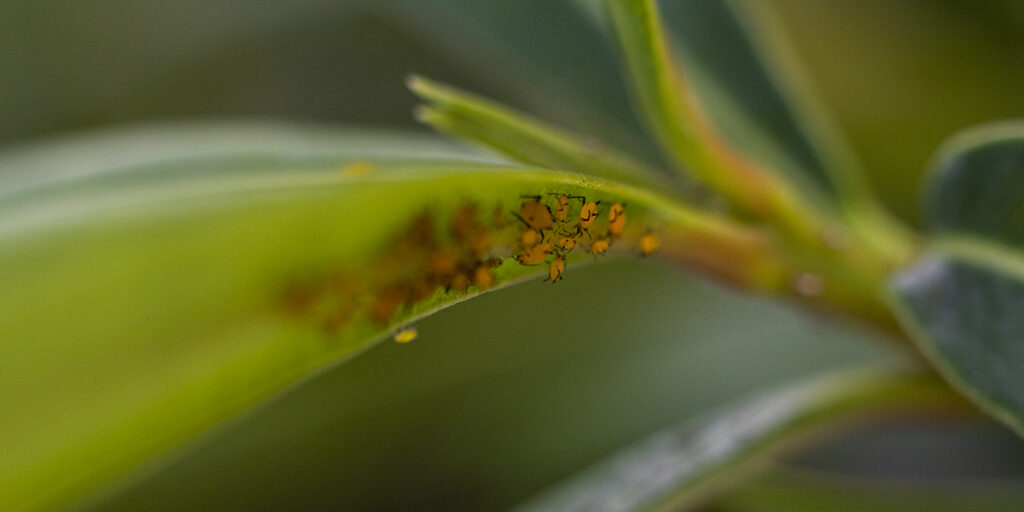 A close-up of orange aphids on the leaves of an oleander bush.