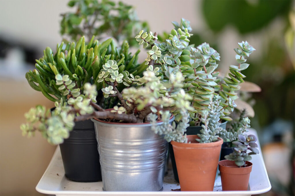 Numerous succulents in round pots and planters of various sizes.