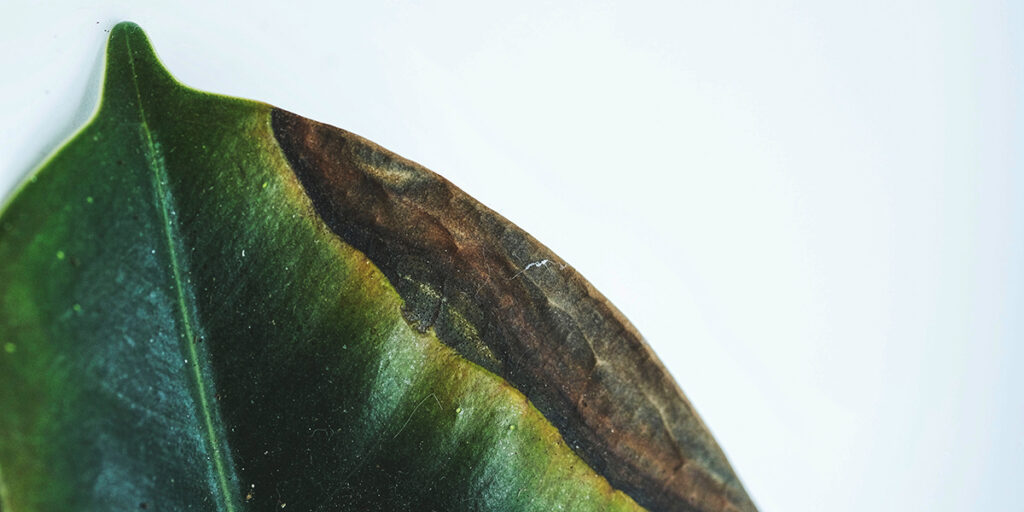 Irreversible damage on the edge of a leaf.