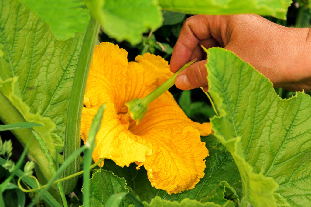 Hand pollinating a pumpkin flower by applying pollen from the male flower’s stamen to the female flower’s stigma.