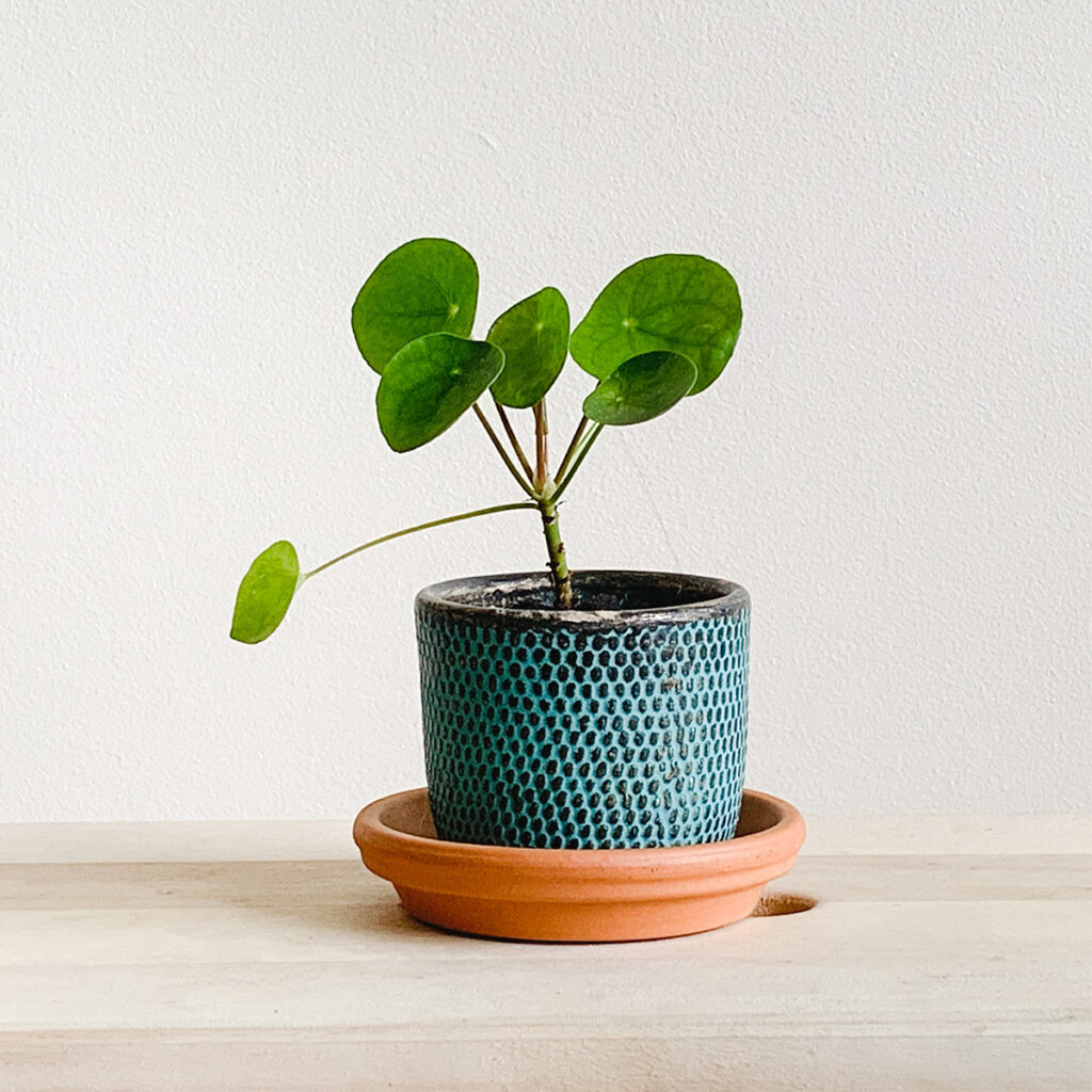 Chinese Money Plant is a feng shui plant for positive energy, good fortune, prosperity, and wealth.
