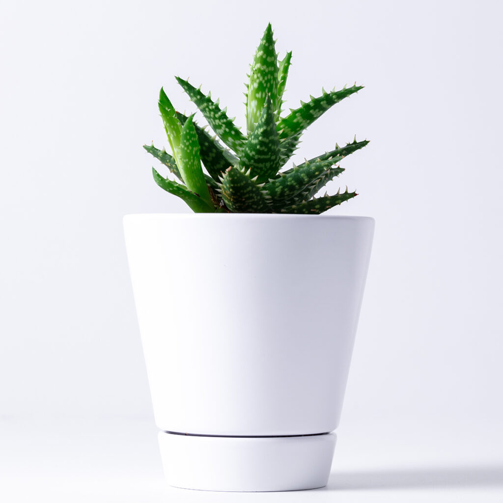 Aloe Vera is a feng shui plant to create healing energy, good look, and harmony in relationships.