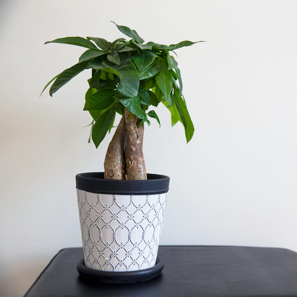 Money Tree is a feng shui plant that represents harmony and balance while attracing wealth, abundance, and luck.