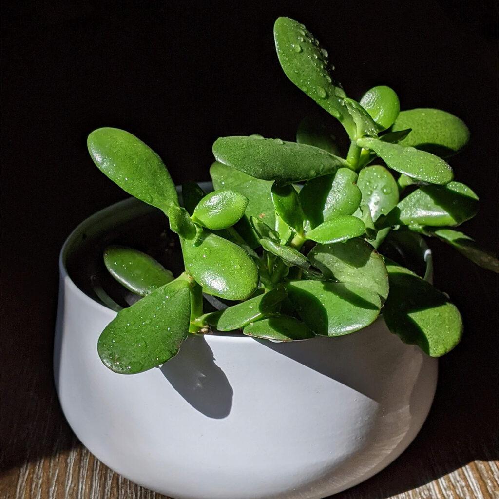 Jade Plant is a feng shui plant to attract welath and good fortune.