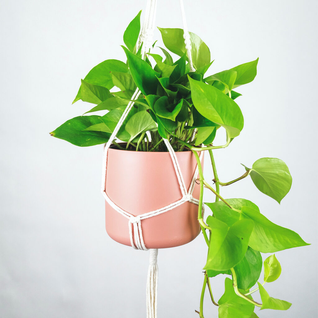 Pothos is a feng shui plant for abundance, generosity, teaching, and sharing.