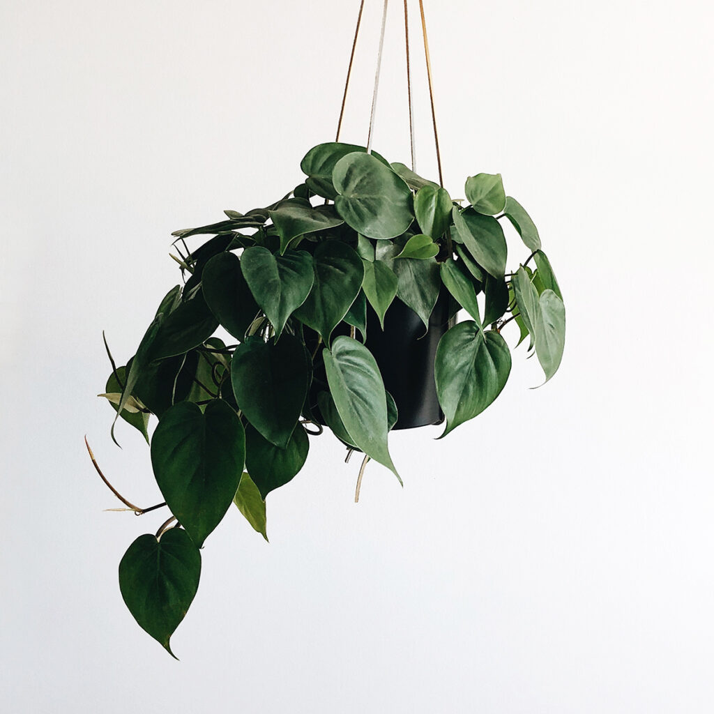 Heart Leaf Philodendron is a feng shui plant known for its air-purifying properties.
