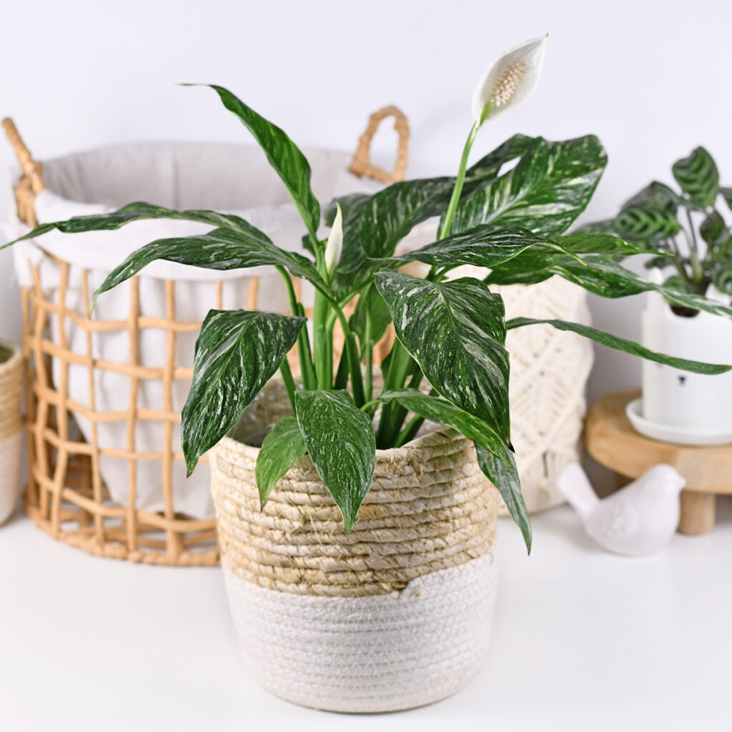 Peace Lily is a feng shui plant for good fortune.