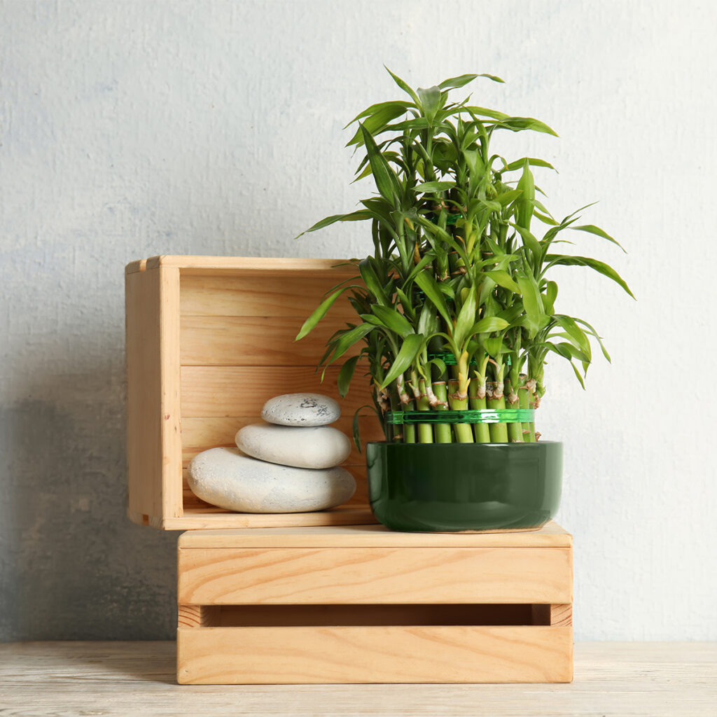 Lucky Bamboo is a feng shui plant for positive energy.