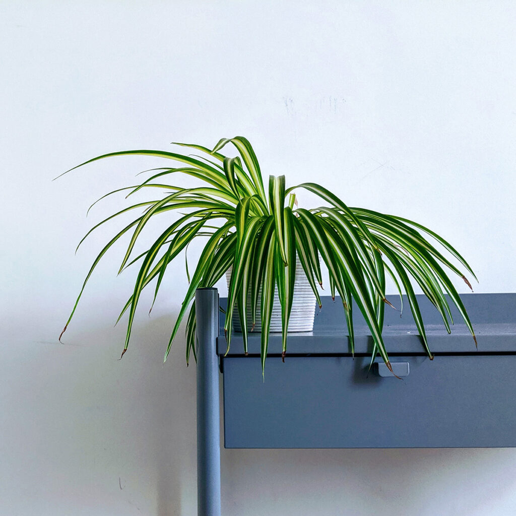 Spider Plant is a feng shui plant for stability in life, removal of negative energy, and releasing positive energy.