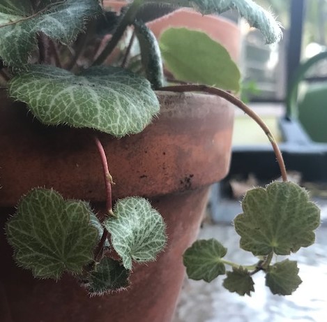 strawberry begonia nodes for plant propagation