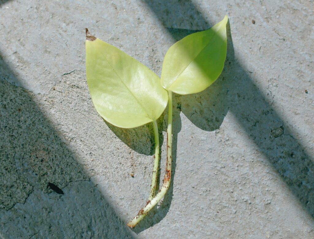 pothos cutting for plant propagation