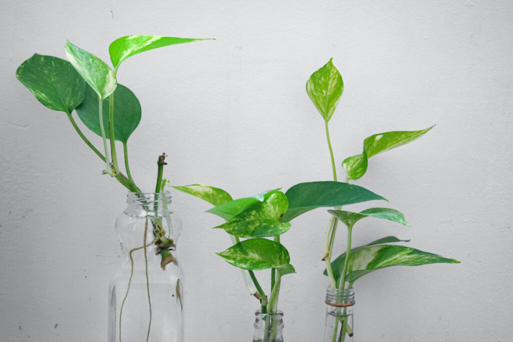 pothos cuttings propagating in water