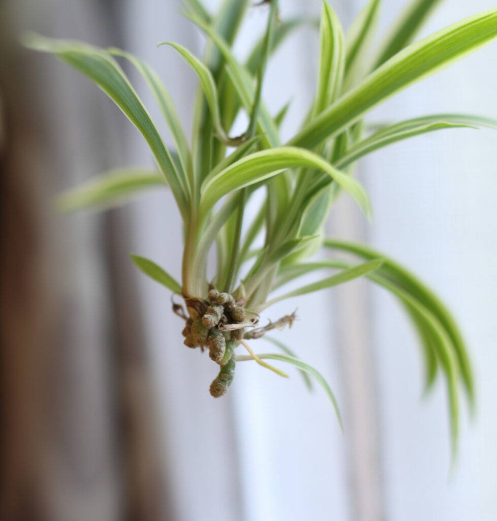 spider plant pup for plant propagation