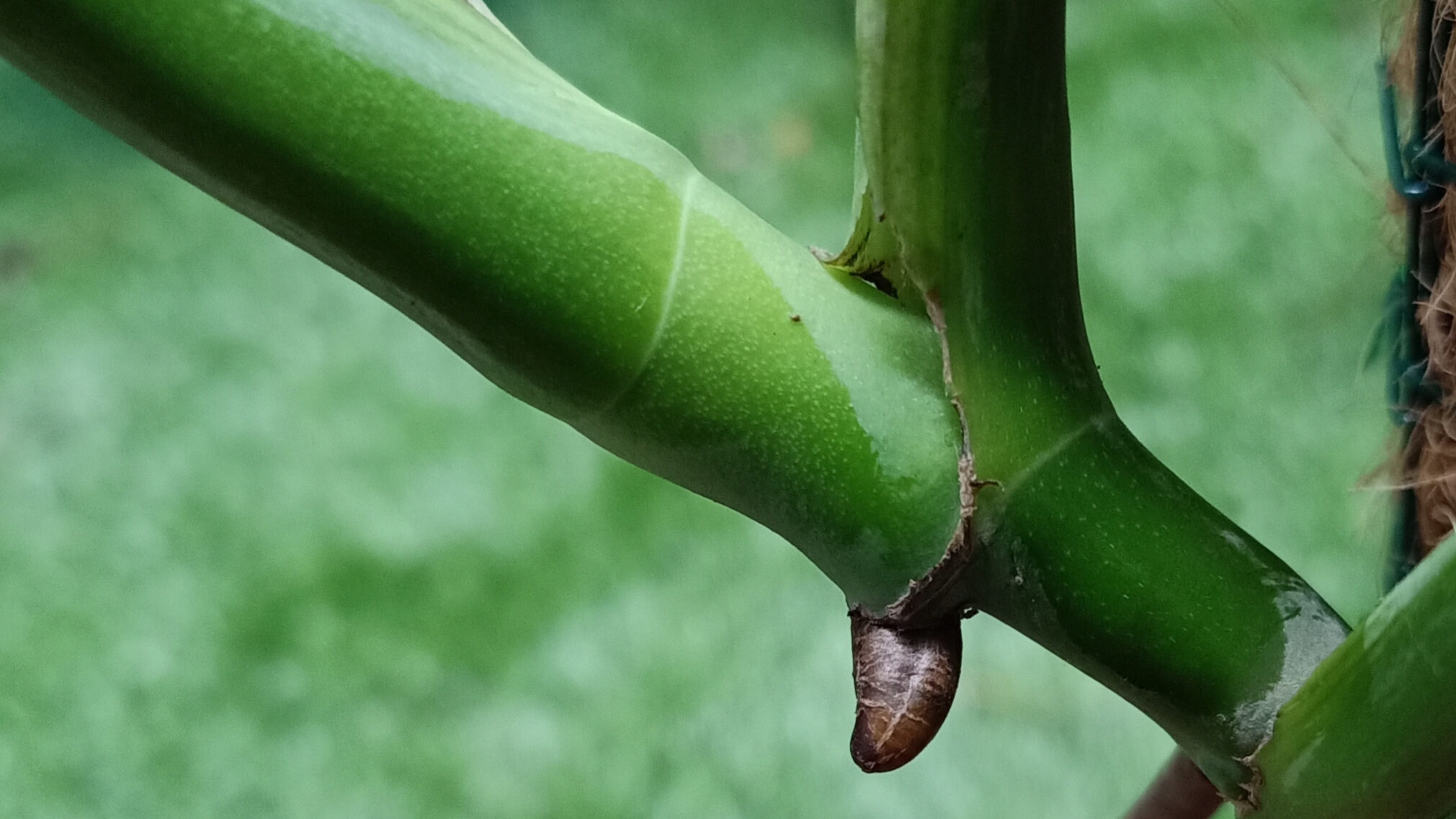 montstera node for plant propagation