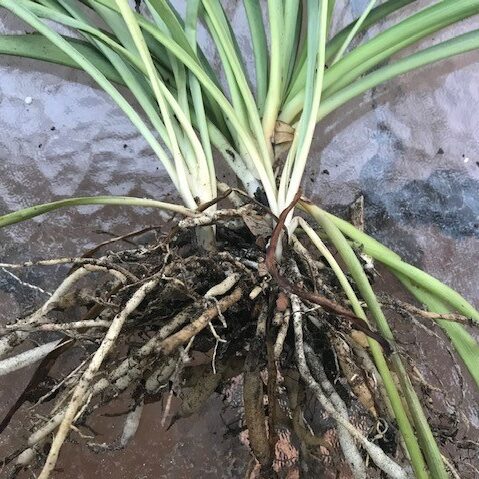 spider plant roots